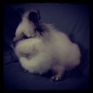 Bradly - Our first MM Lionhead buck