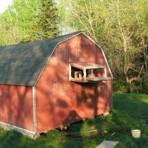 Landing ramp with bob wire trapping system under construction. Landing ramp will close and serve as door for loft protection at night. Floor of trap hinges down for easy cleaning.. Roof is a window that hinges down in foul weather for added warmth.