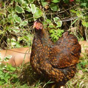 Little Dotty a Bantam wyandotte the same as Reggie