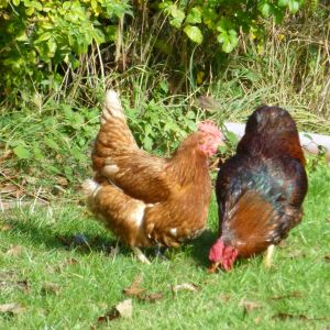 Reggie having a date with one of his other favourite hens
