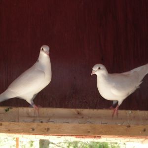 White homing pigeons.
