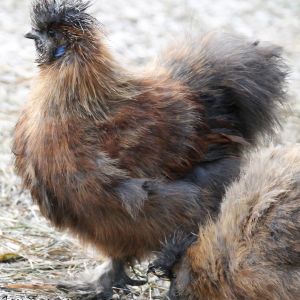 Young silkie cockerel 
12-6-12