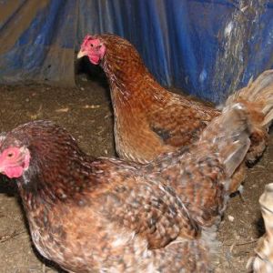 Red Dominique Hens