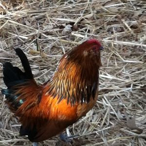 Colie, my rooster!
