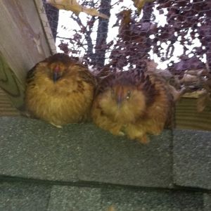 some of the girls roosting!