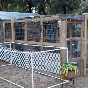 The white frame on the left is cover with bird netting, we put the girls in it to run in the yard.