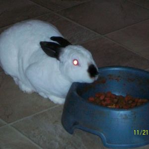 my daughters bunny