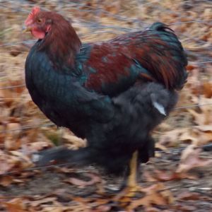 Our Partridge Cochin Rooster, Coachin :)