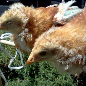 My school's chicks that we've been raising for the past several weeks! ^.^
One is mine, the other is my friends.