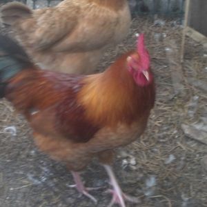 Rir/ orpington rooster. Buff orpington father with rir mother