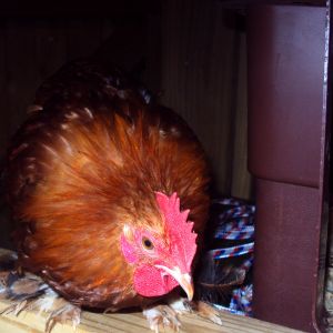 Cochin Cockeral hatched Aug. 2012 for sale 10.00 to good home.  He is a nice boy.