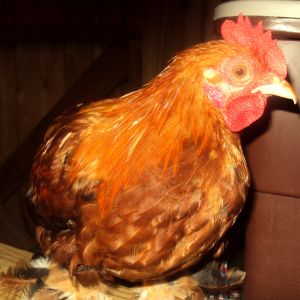Cochin Cockeral