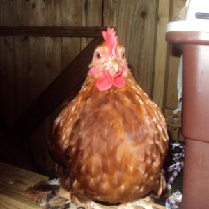 Cochin Cockeral