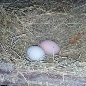 Our first EE egg!