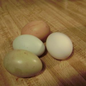Cookie's first egg!  Green!  A blue egg from princess for comparison, a white store bought egg, and  an old brown egg from my orpington.
