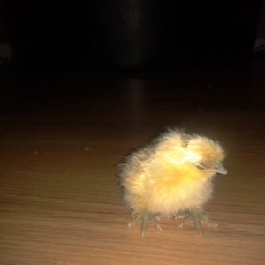new chick born dec. 3