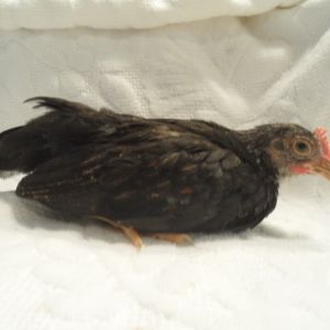 This is "Grandpa." He is the only little Serama roo I have. Lucky him to have 5 little hens all to himself. He was born on Oct. 30, 2012.