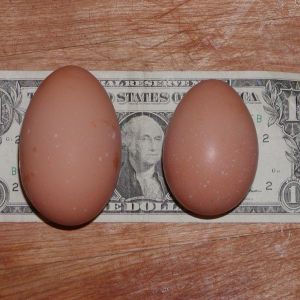 Echo's SUPER large 12/10 egg and o ne of her regular eggs