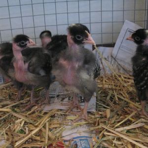 4 weeks old.