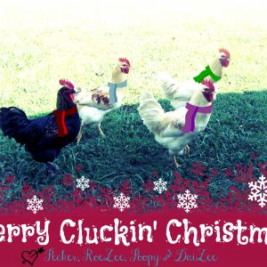 Merry Christmas from my chickens to yours :)