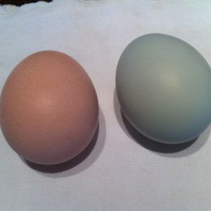Two shades: brown and blue