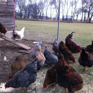 Some but not all. (Total 15 hens, 1 rooster)