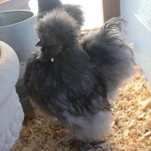 BP boy 5 months
Dec 2012