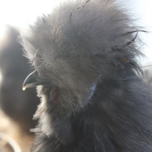 BP boy 5 months
Dec 2012