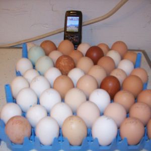 Hatch-along-eggs set