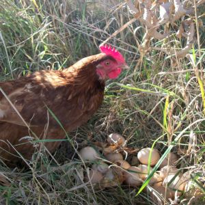 Little Red Hen and her hidden stash of eggs
