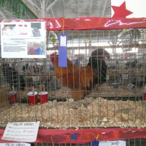 1st place at the fair rooster
AJ