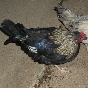 my beautiful bantam rooster
Peck