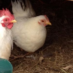 My black tailed Japanese rooster and hen
Sumo and Yoko