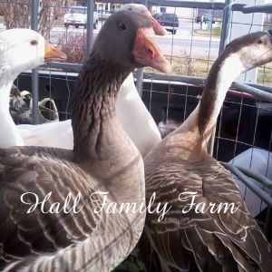 Gray Geese for sale