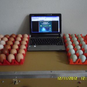 First set of eggs for the NYD Hatchalong.
18 Araucana,
12 RIR,
7 BCM & White Marans,
7 Lav. Orpington