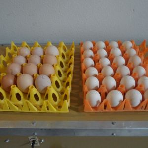 2nd set of eggs finally arrived today, 12/12. In the bator they go. 12 Blk. Orpington and 24 Catdance Silkies.