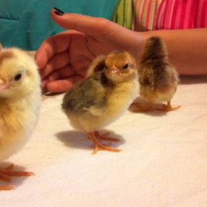 Olandsk Dwarf chicks