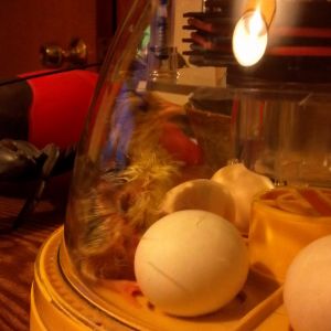 Newly hatched Olandsk dwarf