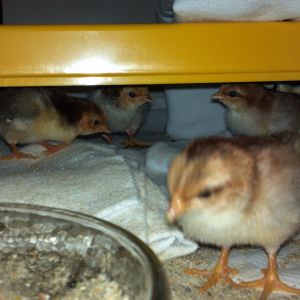 olandsk dwarf chicks