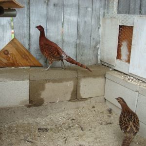 Ijima Copper Pheasants