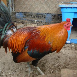 Awesome rooster! (born april 2012)