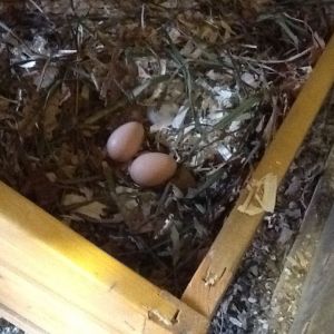 First two eggs. Not sure who gifted me!