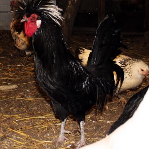 Captain Barbosa!! He's my old man, he's one eyed, broken toed, and recently took on a fox to protect his flock!