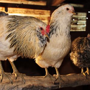 No named Rooster on the left, my favorite hen Lily, she's a sweetie and follows me around like a puppy dog even gives me puppy eyes for treats, and Consuela who is an Americana and Jersey Giant cross.