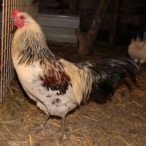 ESTEBAN!!!! He's our breeding rooster