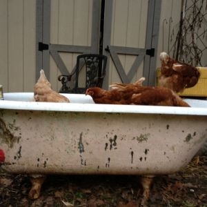 The Bird Bath !