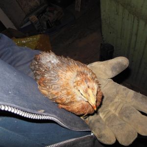 four week old pullet