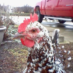 This is Comet. She is a Speckled Sussex. She is our tamest chicken.