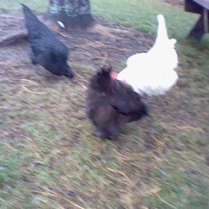 The fluffy black one is Jenny a silkie Bantam.
Slick Black one is Sweety a Black Sumatra. 
The white one is Mega-Metra a Austra White.