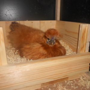 Apricot being broody. 23 degrees outside 75 degrees inside